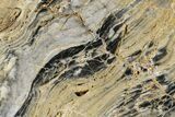 Polished Linella Avis Stromatolite - Million Years #180115-1